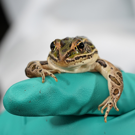 scientist holding frog